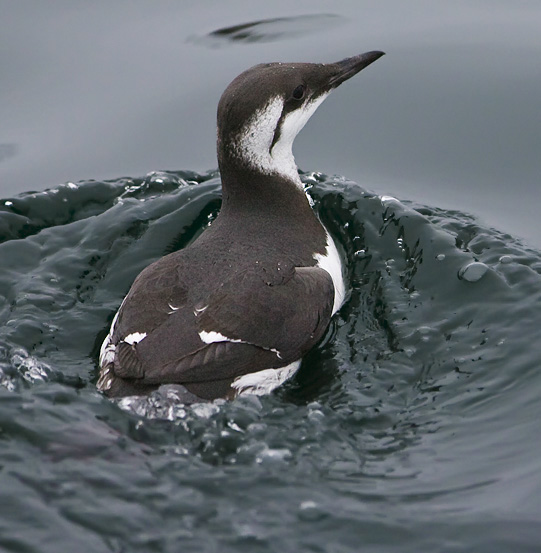 Common Murre